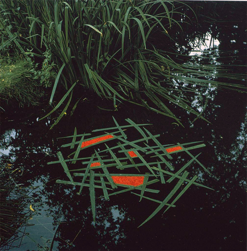 1987-Goldsworthy-Andy-Laid-iris-blades-on-pond.jpg